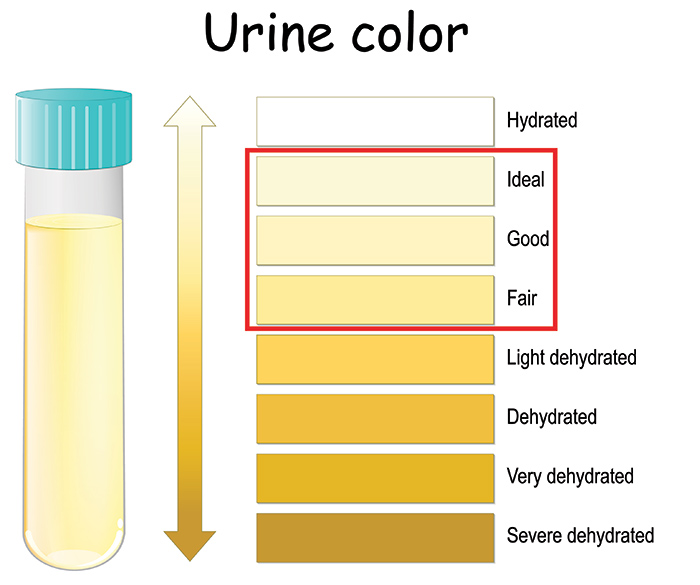  couleur de l'urine humaine naturelle